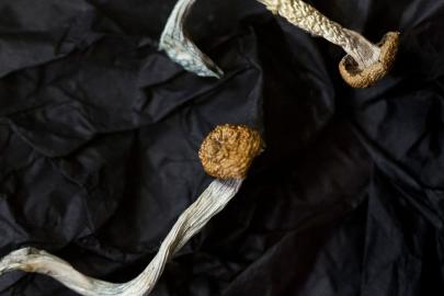 İngiliz doktorlar: 'Psikedelik ilaçlar umut verici'