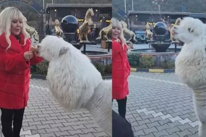 Safiye Soyman'ın alpaka paylaşımı! Yüzüne tükürdü