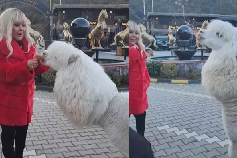 Safiye Soyman'ın alpaka paylaşımı! Yüzüne tükürdü